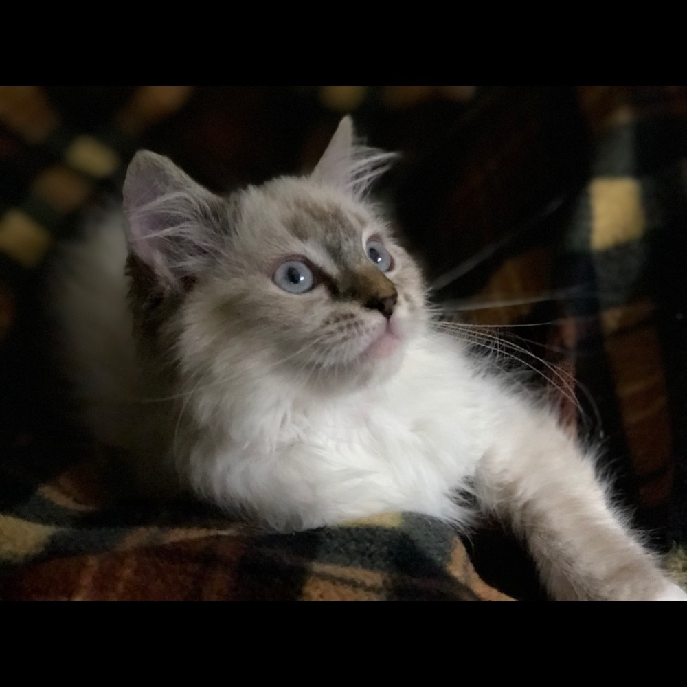 Meet your Posher, Trina